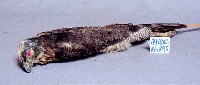 鳳頭蒼鷹藏品圖，第3張